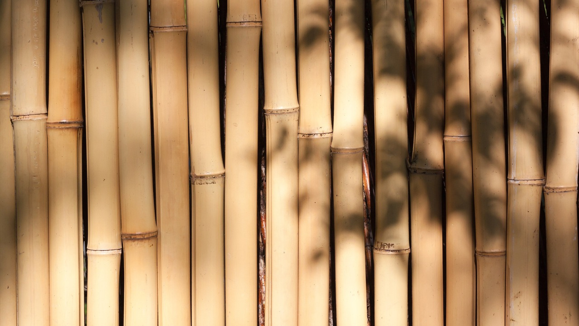 Quelles sont les 3 parties principales du bambou ?