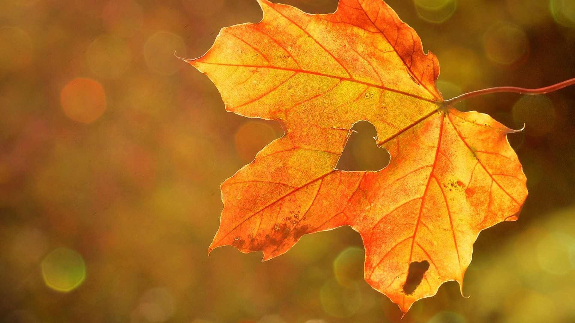 Comment équiper son jardin pour l'arrivée de l'automne ? 