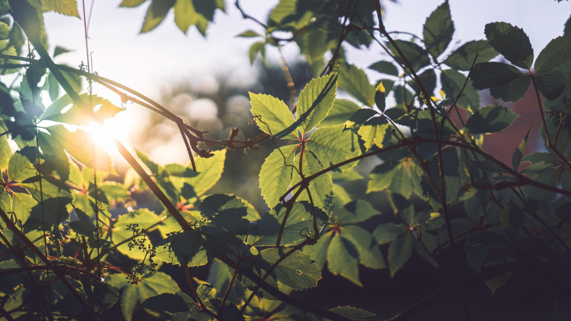 Les meilleures plantes pour un jardin ensoleillé